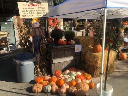 Various Pumpkins & Gourds