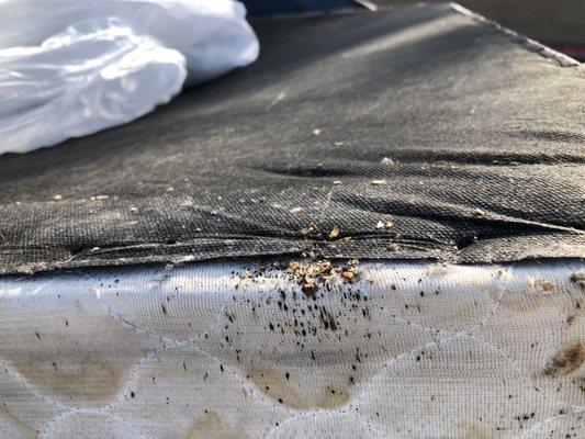 Bedbug casings off another mattress dumped