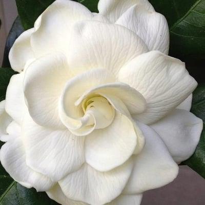 A beautiful gardenia