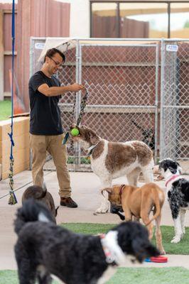 Dogs playing outside