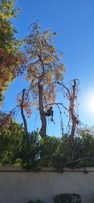 Dying pine tree in Scottsdale, AZ. Very tight area.