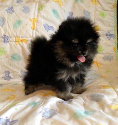 Pom puppy