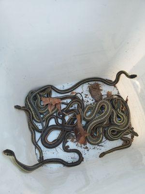 A bucket of garter snakes