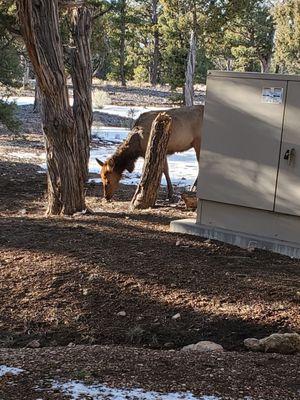 Elk right outside our room