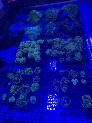 Corals