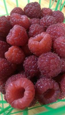 Fresh raspberries!