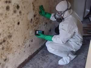 All our workers are trained and experienced in eliminating your mold problems.