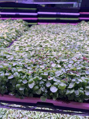 Genovese Basil Microgreens