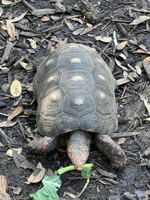 Red foot tortoises.