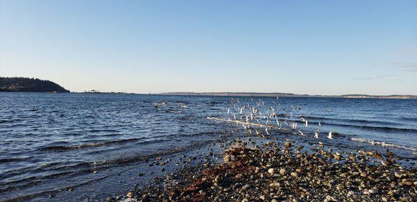 Evening flock flight.