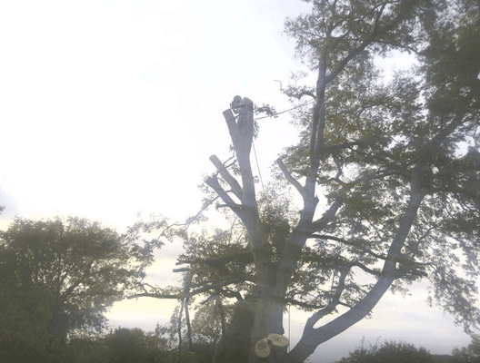 A&B American Tree Service