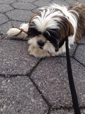 Puppy Percy learns to walk outdoors!