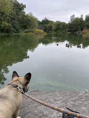 The turtles are down below due to the change in weather