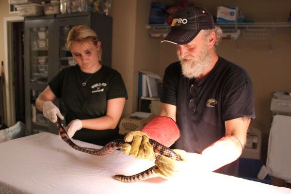 Rehabbers during an examination in our triage.