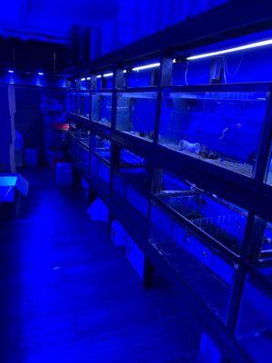 Saltwater fish variety to choose from.  No prices listed.  No freshwater fish.