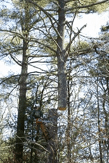 Hamilton Tree and Landscape