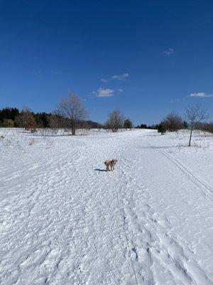 Dog on cleared walking path