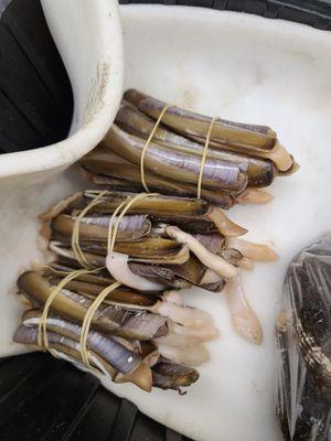 Razor clams