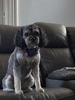 Sadie after her grooming at Velvet Touch Pet Salon