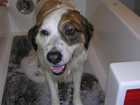 Happiness is having a clean pup