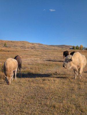 White Bison