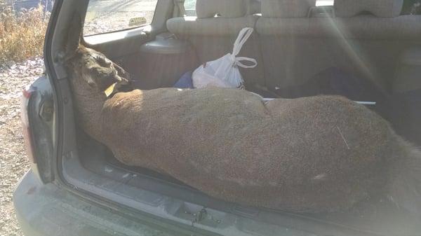 This is my deer in the back of my suburu forrester