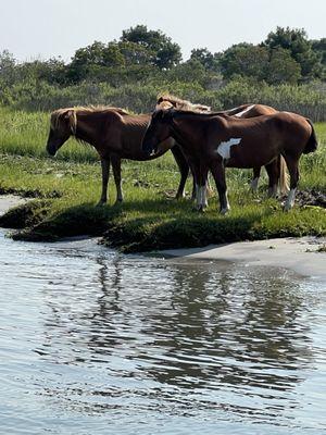 We were so close to the horses!