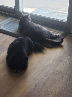 Laying on our beautiful new flooring. Ute construction was the best during our restoration.