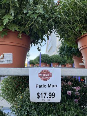 Patio Mun