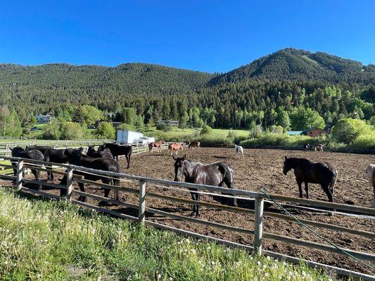 Bar T Horse corral