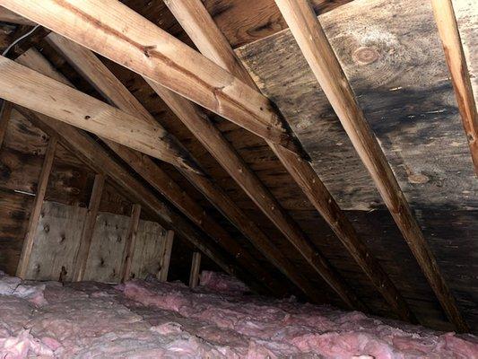 Molds, mildews, and fungus can quickly wreak havoc in moist areas of your home or business. This was an attic before our team treated it.