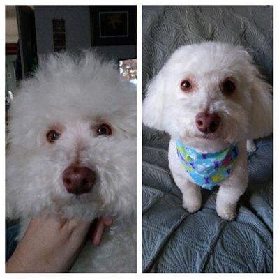 Before and after. Looks like a different dog!