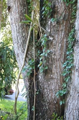 Damaging parasitic tree vine growing up the side of the tree has not been removed despite a complaint to the BBB.