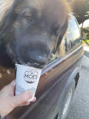 Tess enjoying her pup cup at Moe's espresso in Arlington Washington. Best local coffee place I frequent.