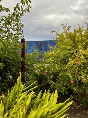 Pomegranates on site