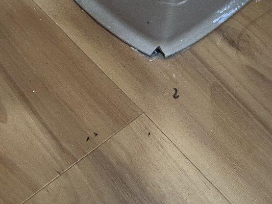 Mouse droppings