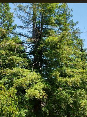 Before the dead wood was taken from the Sequoia