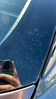 Lint residue left all over car exterior