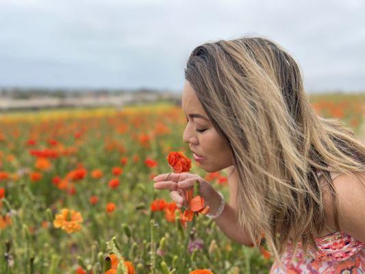 The Flower Fields at Carlsbad Ranch