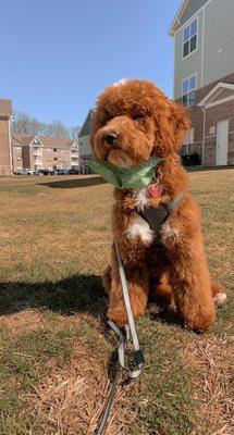 Puptown Girl Grooming