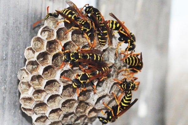 Wasp nest