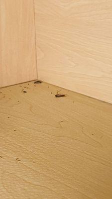 Dead roaches in the cabinet on yesterday 10/20/24