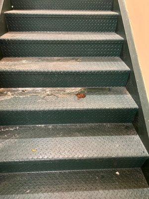 Animal or human feces in stairwell