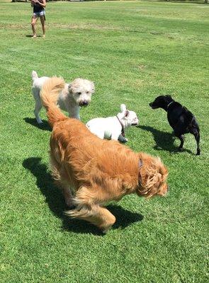 Having fun at a dog park