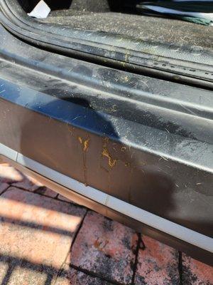 Poop on the bumper from the dog when she tried to climb into the car to go home.  Poor thing.