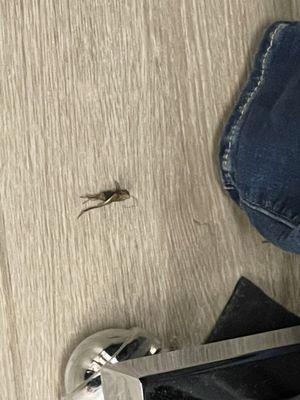 Dead cricket