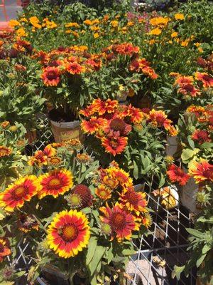 Beautiful "Blanket Flowers" which bees and butterflies love...great pollinator!