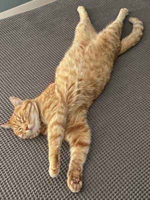 One lazy orange cat pretending to nap.