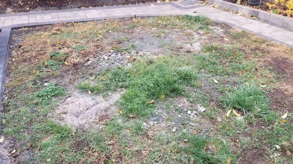 Destroyed the entire lawn...promised to replace it but left the project and stopped responding