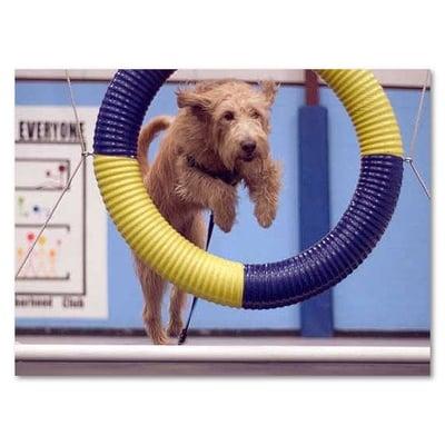 Agility classes run on Sunday nights.  We have beginning and advanced beginning/intermediate